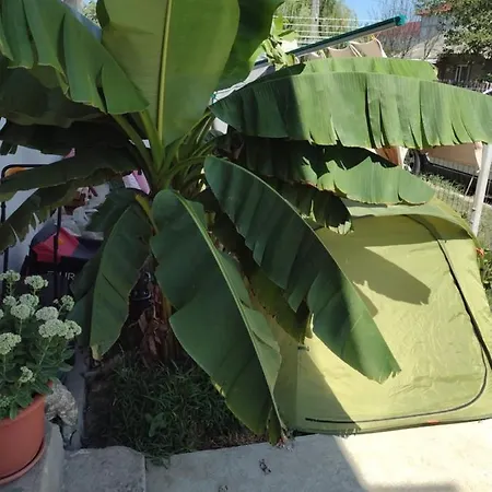 Thai House Guest house *